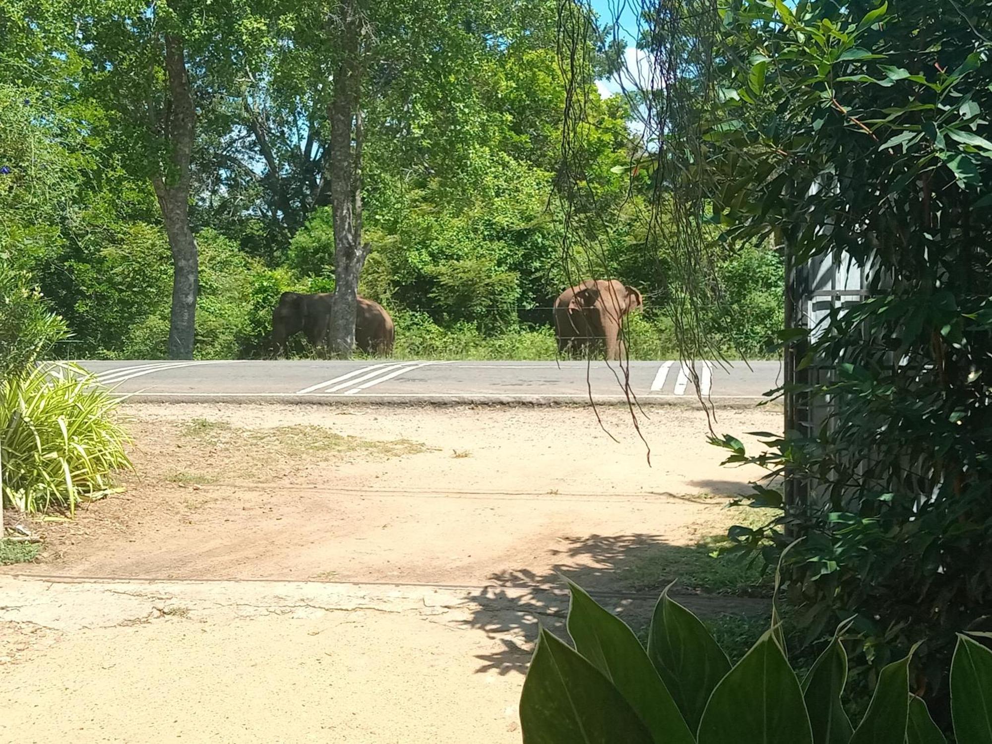 Peacock Villa Resort ウダワラウェ 部屋 写真